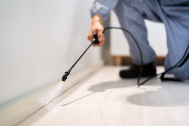 Licensed Ant Control service in Cupertino, CA - Nex Pest Control